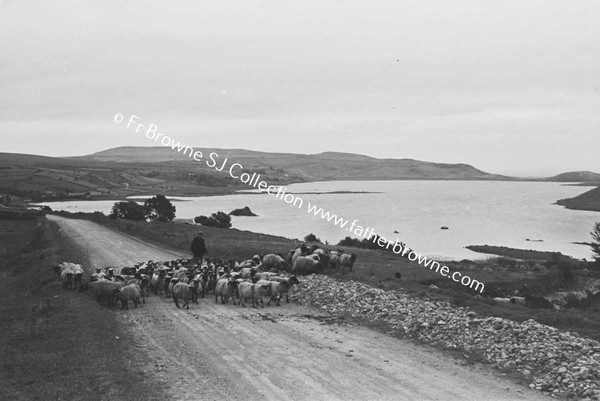 LOUGH TALT WITH FLOCK OF SHEEP ON ROAD